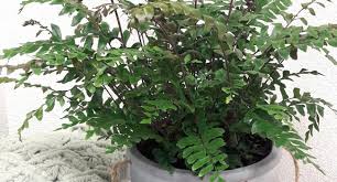 Image result for Didymochlaena