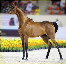pin on arabian horses خيول عربية