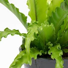 Image result for Asplenium angolense