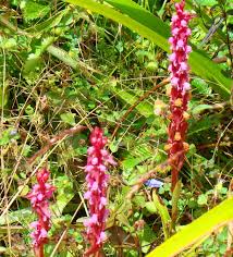 Image result for Satyrium macrophyllum