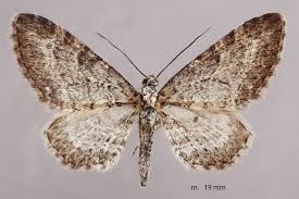 Image result for Eupithecia subumbrata