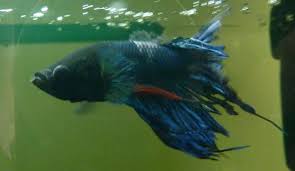 Fin Rot In Blue Betta Fish Betta Fish Betta Tank Betta
