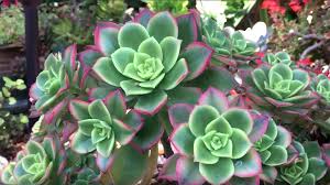Yellow flowers bloom in the summer. Aeonium Kiwi Cluster The Origin Of This Presumed A Haworthii Hybrid Is Unknown Aeonium Kiwi Succulents Plants