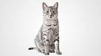 Price of Savannah, Egyptian Mau & Ocicat Cats & Kittens ...