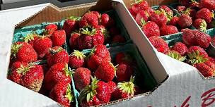 Strawberry Harvest 6/21