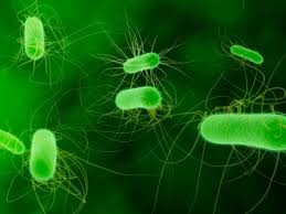 Coli), or etec, is an important cause of bacterial diarrheal illness. Study Different Resistant E Coli Strains Can Cross Protect Cidrap