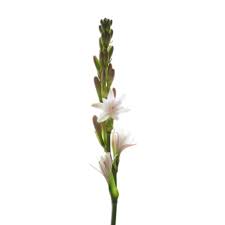 Image result for Polianthes tuberosa