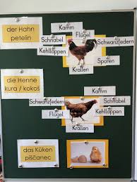 Sachunterricht Spoznavanje Okolja Volksschule Sachunterricht Huhn Hahn Henne School Korperteile Huhner Project
