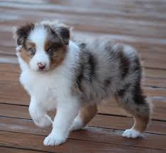 He is registered with ckc, will come with a vaccination and booster of both neo par. Joker Australian Shepherd Puppy 599825 Puppyspot