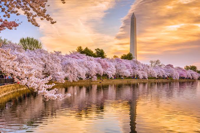 Không thể tin nổi vẻ đẹp hoa anh đào nhuộm hồng Washington D.C - Saigon  Travel