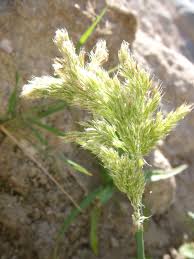 Image result for Polypogon