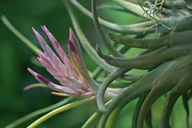 Image result for Acalypha paucifolia