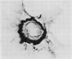 Image result for Crotalaria laburnoides