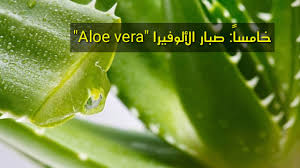 سبع نباتات لتحسين الطاقة الإيجابية في المنزل Youtube