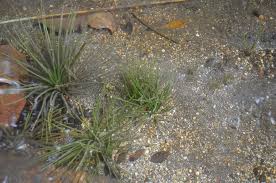 Image result for Isoetaceae