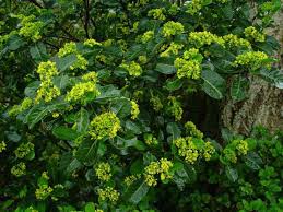 Image result for Psychotria cinerea