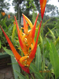 Bedanya adalah adonan nagasari dimasak di atas api sedangkan bongko pisang tidak. Tanaman Hias Berbunga Indah Heliconia Sp Pisang Hias Planter And Forester