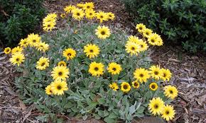 Image result for Arctotis