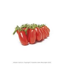 Image result for tomato Datterino