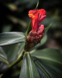 Image result for Costus subbiflorus