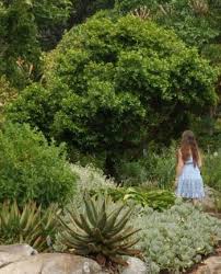 Image result for Warburgia