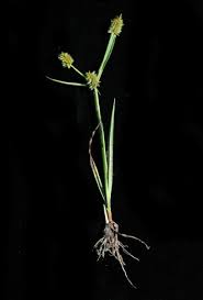 Image result for Cyperus squarrosus