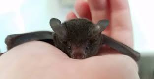 The bat pet is a craftable mining pet unlocked at mushroom ix. The Baby Bat Who S Teaching People How Cute And Important Bats Really Are By Jessica Scott Reid Tenderly