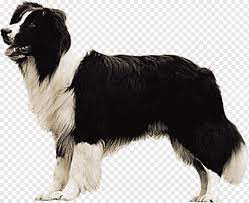 The size difference alone is pretty distinct. Border Collie Shetland Sheepdog Samoyed Dog Pembroke Welsh Corgi Australian Shepherd Black Dog Animals Black Hair Carnivoran Png Pngwing