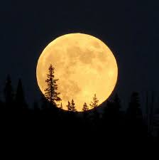 Full Moon Over Pine Forest N Of Topaz Mountain Pike Nf E Of Fairplay Co Full Moon Tattoo Moon Tattoo Moon Silhouette