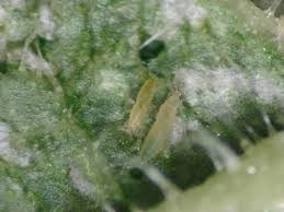 Image result for thrips damage on cucumber