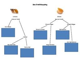 sea shell mapping chart