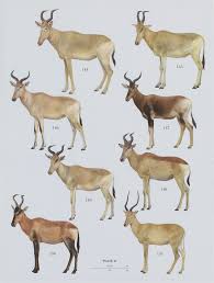 Image result for Harpachne schimperi