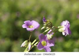 Image result for Oxalis latifolia