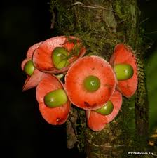 Image result for Heisteria