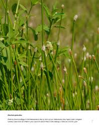 Image result for Eleocharis geniculata