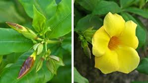 Image result for Allamanda