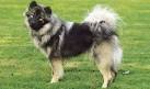 Eurasier Breed Information - Vetstreet