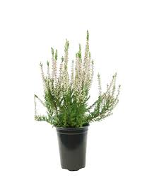 Image result for Calluna vulgaris