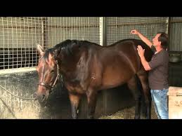 How To Check Your Own Horse S Sore Back With Christian Langeder Youtube