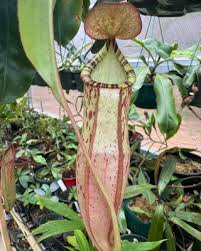 Image result for Nesaea heptamera