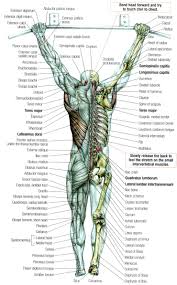 The trapezius is a broad, flat and triangular muscle. Back Stretching Muscle Anatomy Baby Boomer Fitness Massage Therapy