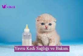 yavru kedi bakimi ve sagligi yavru kediler kedi ayi