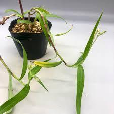 Image result for Aneilema hockii