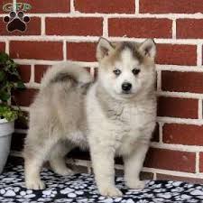 They are affectionate, gentle and have a great sense of humor. Pomsky Puppies For Sale Pomsky Breed Profile Greenfield Puppies Pomsky Puppies Puppies Greenfield Puppies