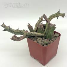 Image result for Kleinia schweinfurthii