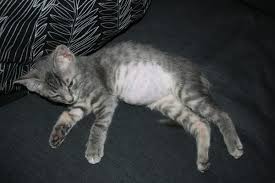 Does your cat have a swollen belly? What Causes A Swollen Belly In Your Cat