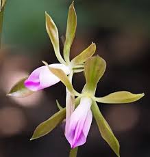 Image result for Nervilia