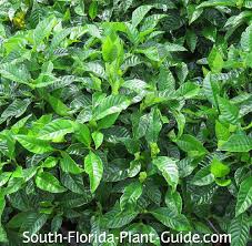 If left alone, some varieties can grow up to 40 feet. Wild Coffee