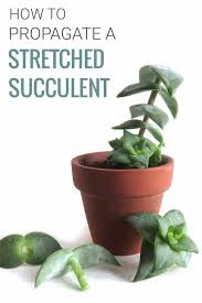 Succulents stretching under grow light. Why Is Your Succulent Stretching Tall And How To Fix It