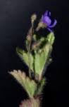 Image result for Veronica abyssinica